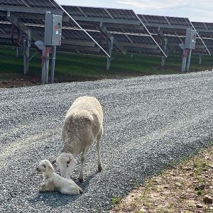 Sheep vegetation management at the Rancho Seco Solar 2 site (Sacramento Municipal Utility District)