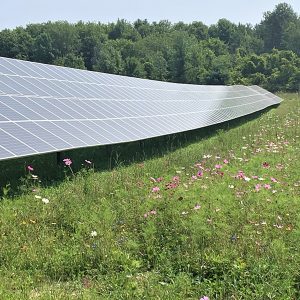 The Shelburne Museum worked with Bee The Change to plant ground cover around its new solar facility to create a healthy habitat for bees, butterflies, hummingbirds, moths and other insects critical to food security.