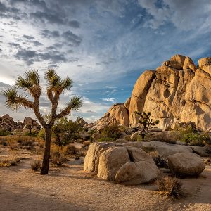 One of Gov. Gavin Newsom's infrastructure bills would make it easier to remove Joshua trees, iconic desert plants in Southern California, to make way for development.