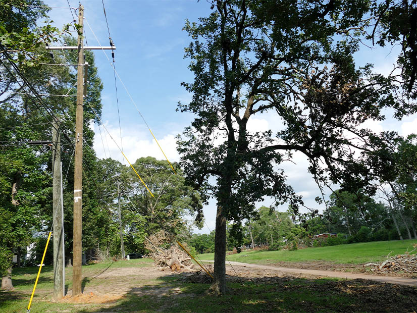 New utility poles line right-of-way amid the storm's debris in Conroe. 