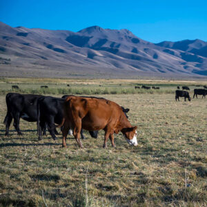 Gov. Joe Lombardo’s new Nevada Climate Innovation Plan discusses wildfire prevention in a section on rangeland management.