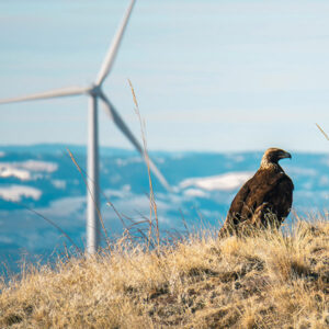 A federal lawsuit focuses on the threat a planned Wyoming wind farm would pose to eagles.